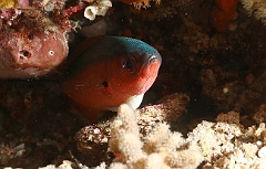 Raja Ampat 2016 - Plerocaesio tile - Bluestreak fusilier- Caesio tricolore - IMG_4527_rc